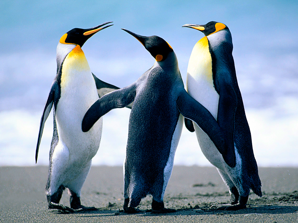 1668249750_Penguins.jpg